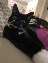 suprisedblepmoonie