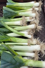 leeks