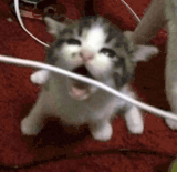 chompy