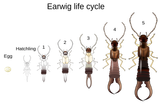 Earwig_life_cycle_2.svg