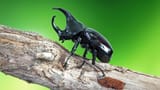 70_Scarabeo-rinoceronte-Xylotrupes-gideon-shutterstock_1157160778