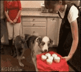 dog-cupcake