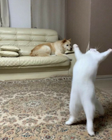 54736534