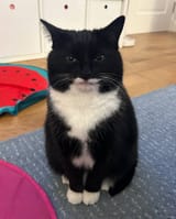 soul_cat
