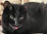 grumpyblep