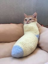 catsock