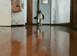 fleeingmoonie