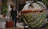 little-shop-of-horrors-feed-me-seymour