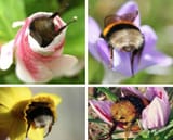 bees in flowers