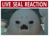 livesealreaction