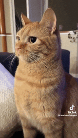 quickchomp