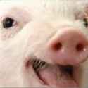 here pig