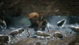 calistra battles neith -5465 AR