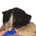 cat eat chip