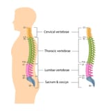 spineanatomyshutterstock-155445686-copy_1_orig