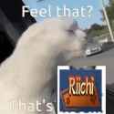 cat-feel-that_thumb.jpg