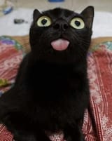 HUHblepmoonie