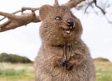 smiling_quokka