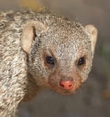 Banded_Mongoose_Nose_Detail,_crop