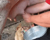 milkers
