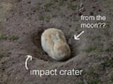 moon rabbit