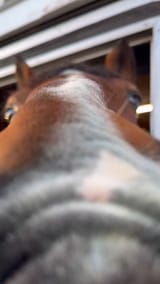 Transcend snoot