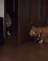 cat violence 2_thumb.jpg