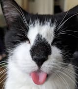 contentblep