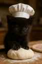 moonie_making_biscuits_thumb.jpg