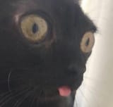 aghastblep
