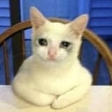 sadcat16