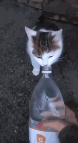 1728920376718797