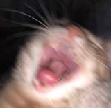 catlaugh