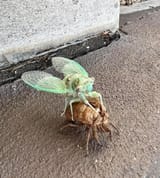 sentient-pest-v0-dqk90he5zt6f1~2