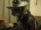 que-cat
