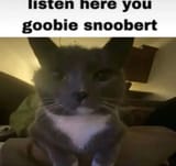 cat image 24