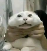 GoxqZ0dXIAAQItn