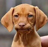 white person smile dog