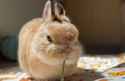 rage fillyed bunny_thumb.jpg