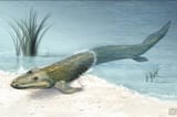 Tiktaalik