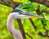 Great-Blue-Heron