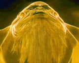 STINKsharum