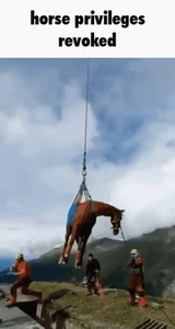 horse