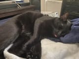 asleepblep