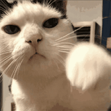 cat-cute