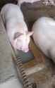 c066c3bc38763ca533c8c7c61d62f6db_thumb.jpg