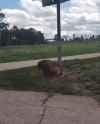 1651077657090_thumb.jpg