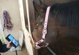 haru_urara_(horse)____c4efa813cabdb7e653f1764f903d4235