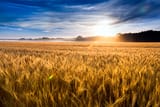 wheat field