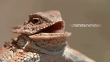 hehehe-ghehe